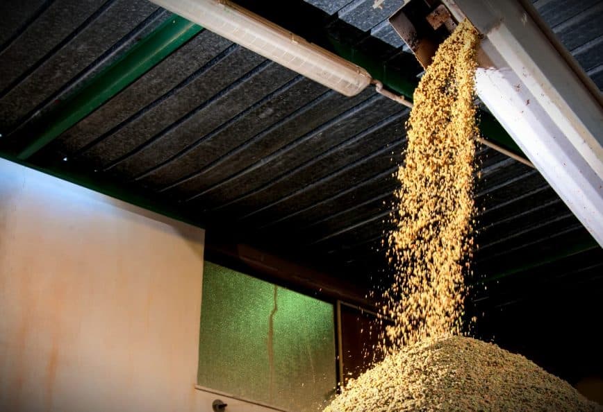 Grain cascading from a hopper onto a pile on the ground in a warehouse setting. - Olive Oil Times