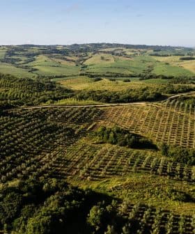 Aerial view of olive groves and rolling hills in a rural landscape. - Olive Oil Times