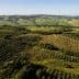 Aerial view of olive groves and rolling hills in a rural landscape. - Olive Oil Times