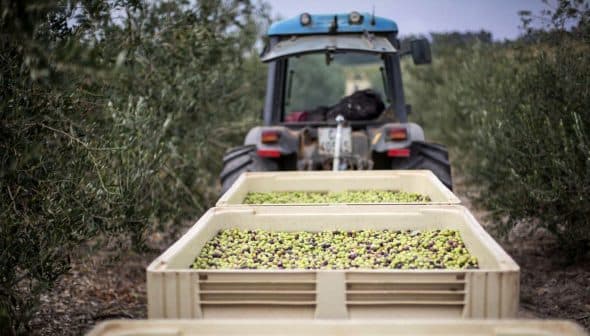 Tractor in an olive grove with bins filled with harvested olives in the foreground. - Olive Oil Times