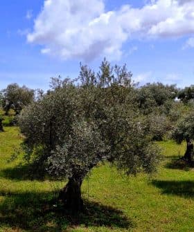 A landscape view of an olive grove featuring several mature olive trees under a partly cloudy sky. - Olive Oil Times