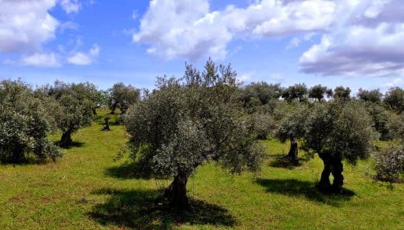 A landscape view of an olive grove featuring several mature olive trees under a partly cloudy sky. - Olive Oil Times
