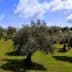 A landscape view of an olive grove featuring several mature olive trees under a partly cloudy sky. - Olive Oil Times