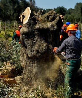 Workers in safety gear cutting down a large tree stump in an olive grove. - Olive Oil Times