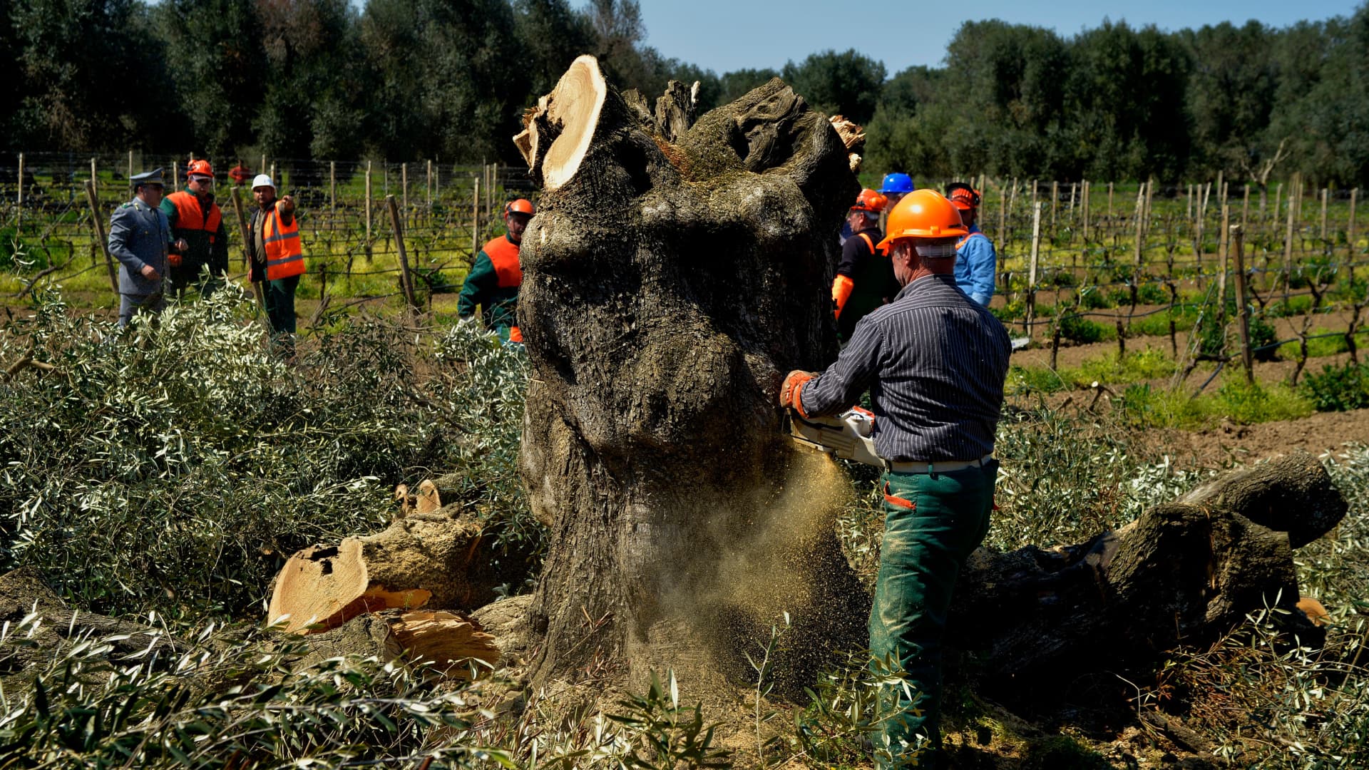 Workers in safety gear cutting down a large tree stump in an olive grove. - Olive Oil Times