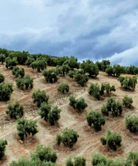 A hillside covered with rows of olive trees under a cloudy sky. - Olive Oil Times