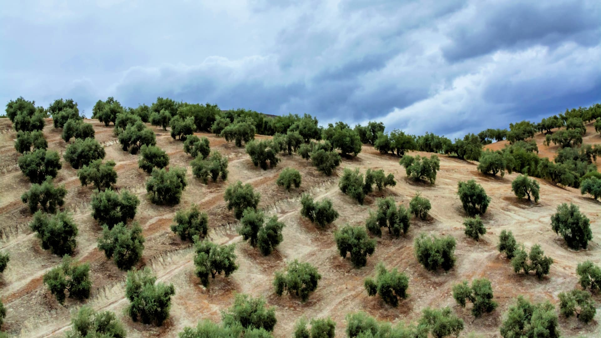 A hillside covered with rows of olive trees under a cloudy sky. - Olive Oil Times