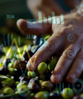 A hand sorting olives with data visualizations and graphs overlaid on the image. - Olive Oil Times