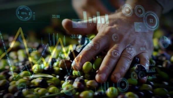 A hand sorting olives with data visualizations and graphs overlaid on the image. - Olive Oil Times