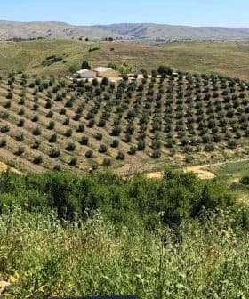 Aerial view of an olive grove with neatly arranged trees on rolling hills. - Olive Oil Times