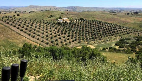 Aerial view of an olive grove with neatly arranged trees on rolling hills. - Olive Oil Times