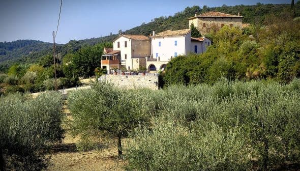 Houses surrounded by olive trees in a rural landscape with hills in the background. - Olive Oil Times