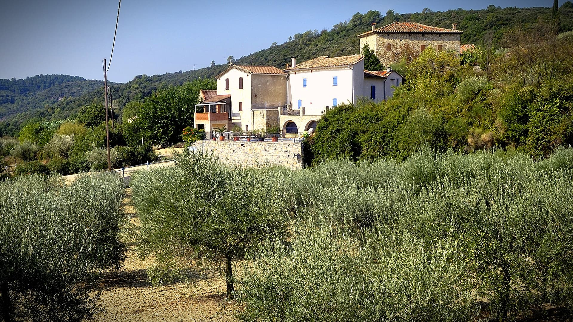 Houses surrounded by olive trees in a rural landscape with hills in the background. - Olive Oil Times