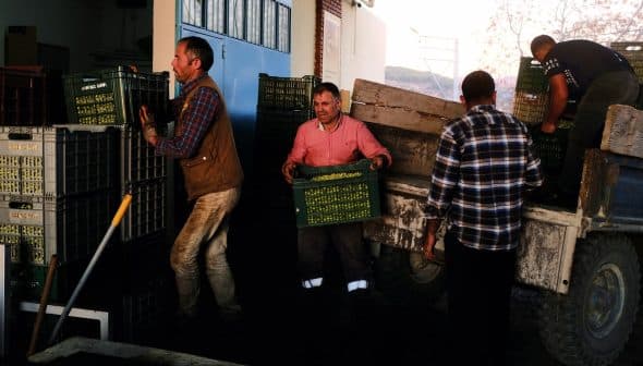 Four workers transporting green crates filled with olives at a harvesting site. - Olive Oil Times