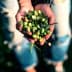 Person holding a collection of freshly harvested green and black olives in their hands. - Olive Oil Times