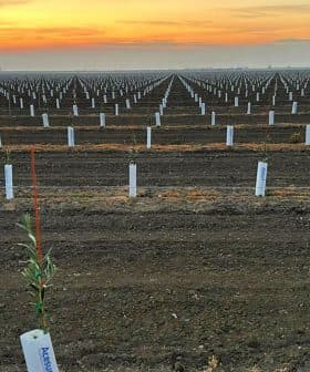 Rows of young olive trees planted in a field with protective tubes at sunset. - Olive Oil Times