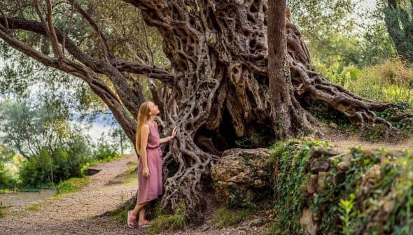 A woman in a pink dress standing beside a large, gnarled olive tree with intricate roots. - Olive Oil Times