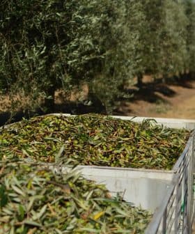 A large container filled with freshly harvested olive leaves in an olive grove. - Olive Oil Times