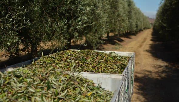 A large container filled with freshly harvested olive leaves in an olive grove. - Olive Oil Times
