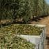 A large container filled with freshly harvested olive leaves in an olive grove. - Olive Oil Times