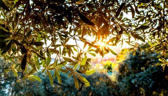 Sunlight filtering through the leaves of an olive tree in a natural setting. - Olive Oil Times