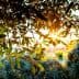 Sunlight filtering through the leaves of an olive tree in a natural setting. - Olive Oil Times