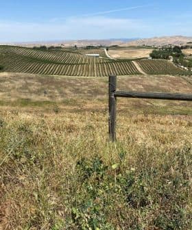 Vast vineyard landscape featuring rows of grapevines and a wooden fence in the foreground. - Olive Oil Times