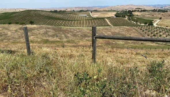 Vast vineyard landscape featuring rows of grapevines and a wooden fence in the foreground. - Olive Oil Times