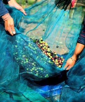 Two individuals holding a blue net filled with freshly harvested olives of various colors. - Olive Oil Times