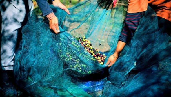 Two individuals holding a blue net filled with freshly harvested olives of various colors. - Olive Oil Times