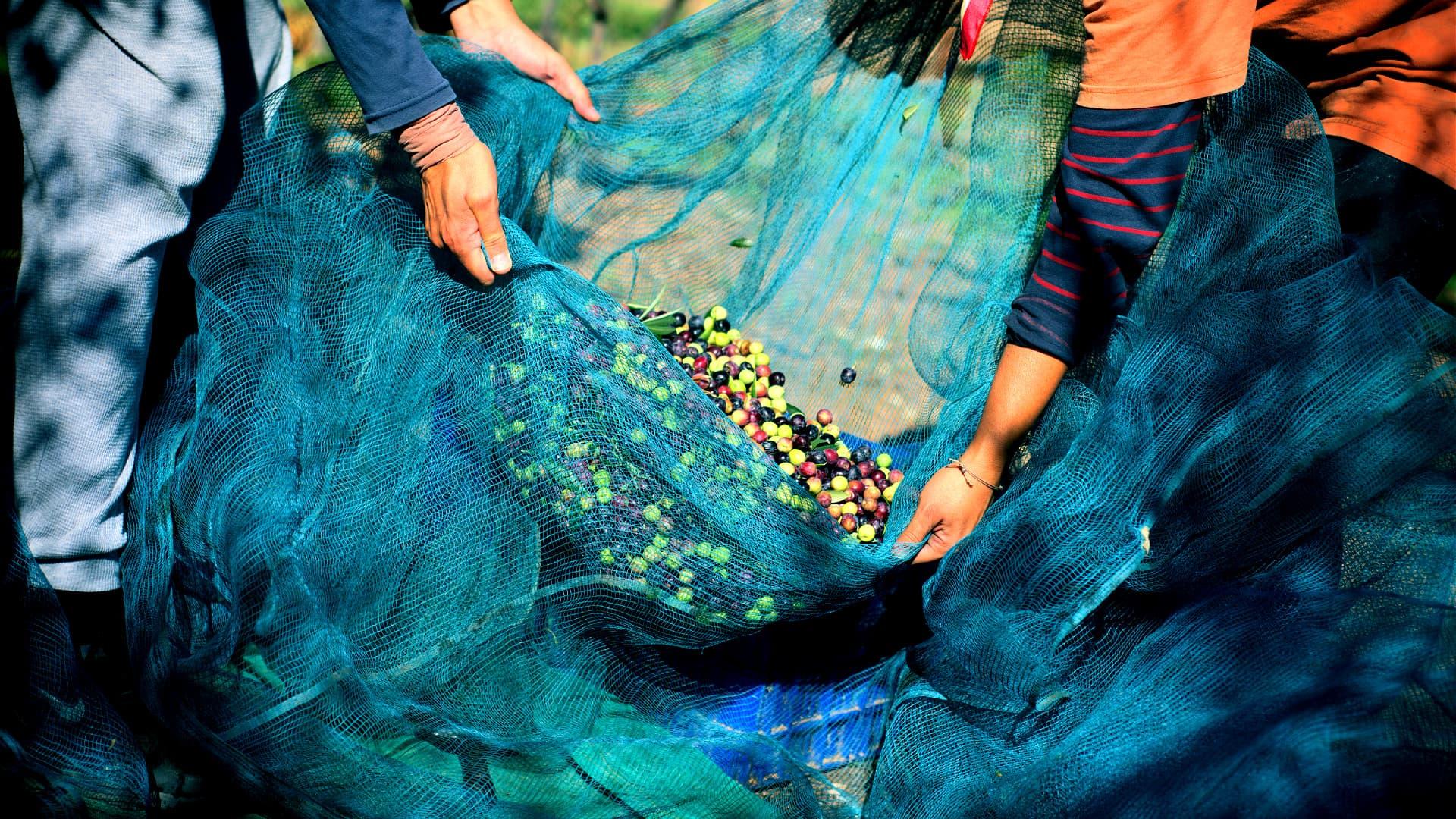 Two individuals holding a blue net filled with freshly harvested olives of various colors. - Olive Oil Times