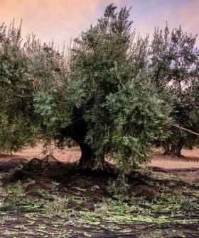 Person using a stick to harvest olives from a tree in an orchard during sunset. - Olive Oil Times