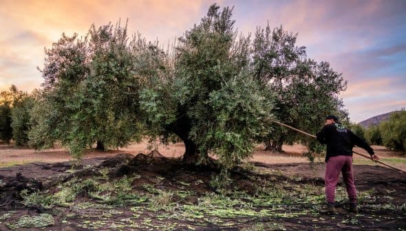 Person using a stick to harvest olives from a tree in an orchard during sunset. - Olive Oil Times