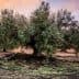 Person using a stick to harvest olives from a tree in an orchard during sunset. - Olive Oil Times