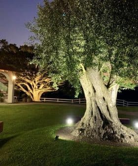 An illuminated olive tree in a garden area with a sunset in the background. - Olive Oil Times