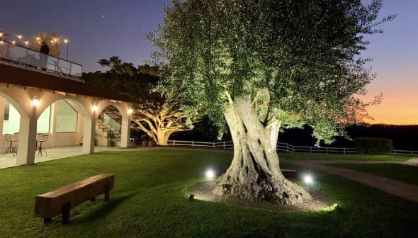 An illuminated olive tree in a garden area with a sunset in the background. - Olive Oil Times