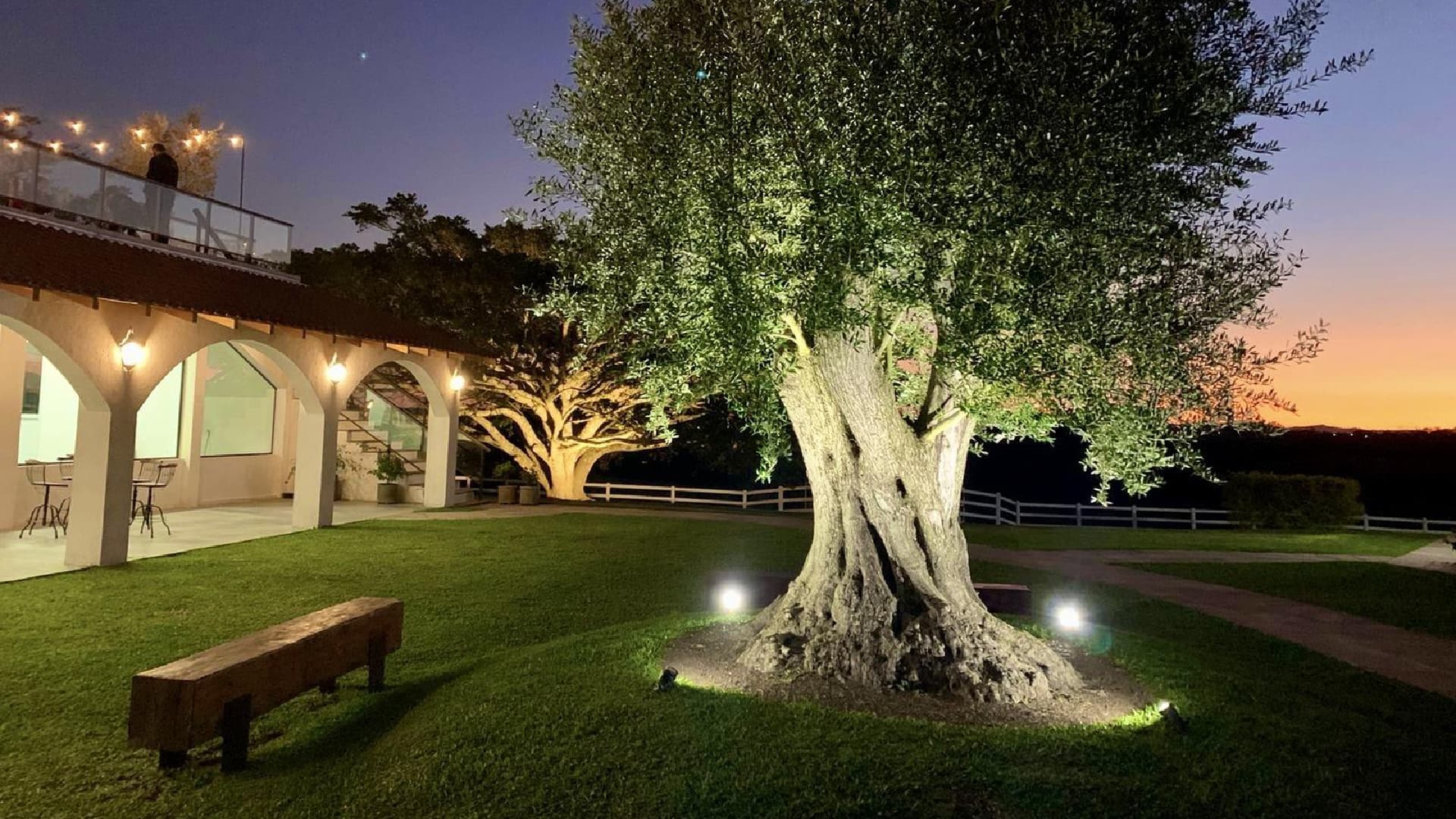 An illuminated olive tree in a garden area with a sunset in the background. - Olive Oil Times