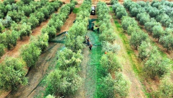 Workers harvesting olives in a green olive grove with trees arranged in rows. - Olive Oil Times