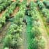Workers harvesting olives in a green olive grove with trees arranged in rows. - Olive Oil Times