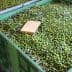 Two large green storage bins filled with green olives and a notebook on top of the olives. - Olive Oil Times