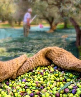 A basket filled with freshly harvested olives in an olive grove. - Olive Oil Times