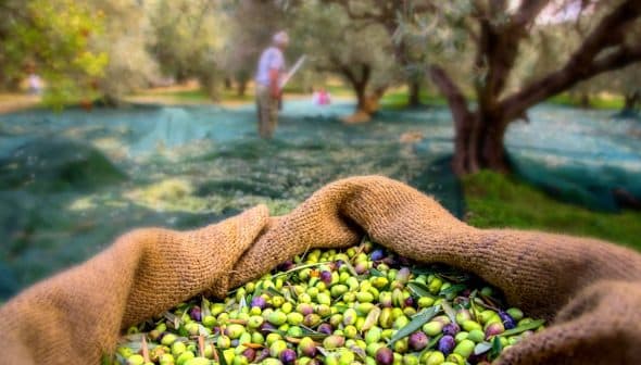 A basket filled with freshly harvested olives in an olive grove. - Olive Oil Times