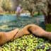 A basket filled with freshly harvested olives in an olive grove. - Olive Oil Times
