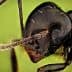 Detailed close-up image of a black ant showing its head and antennae. - Olive Oil Times