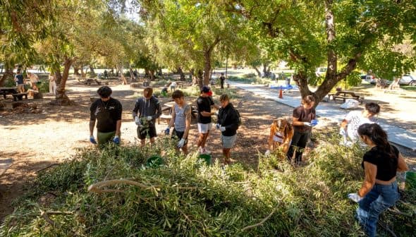 A group of individuals gathering olive branches in a park setting during a community activity. - Olive Oil Times