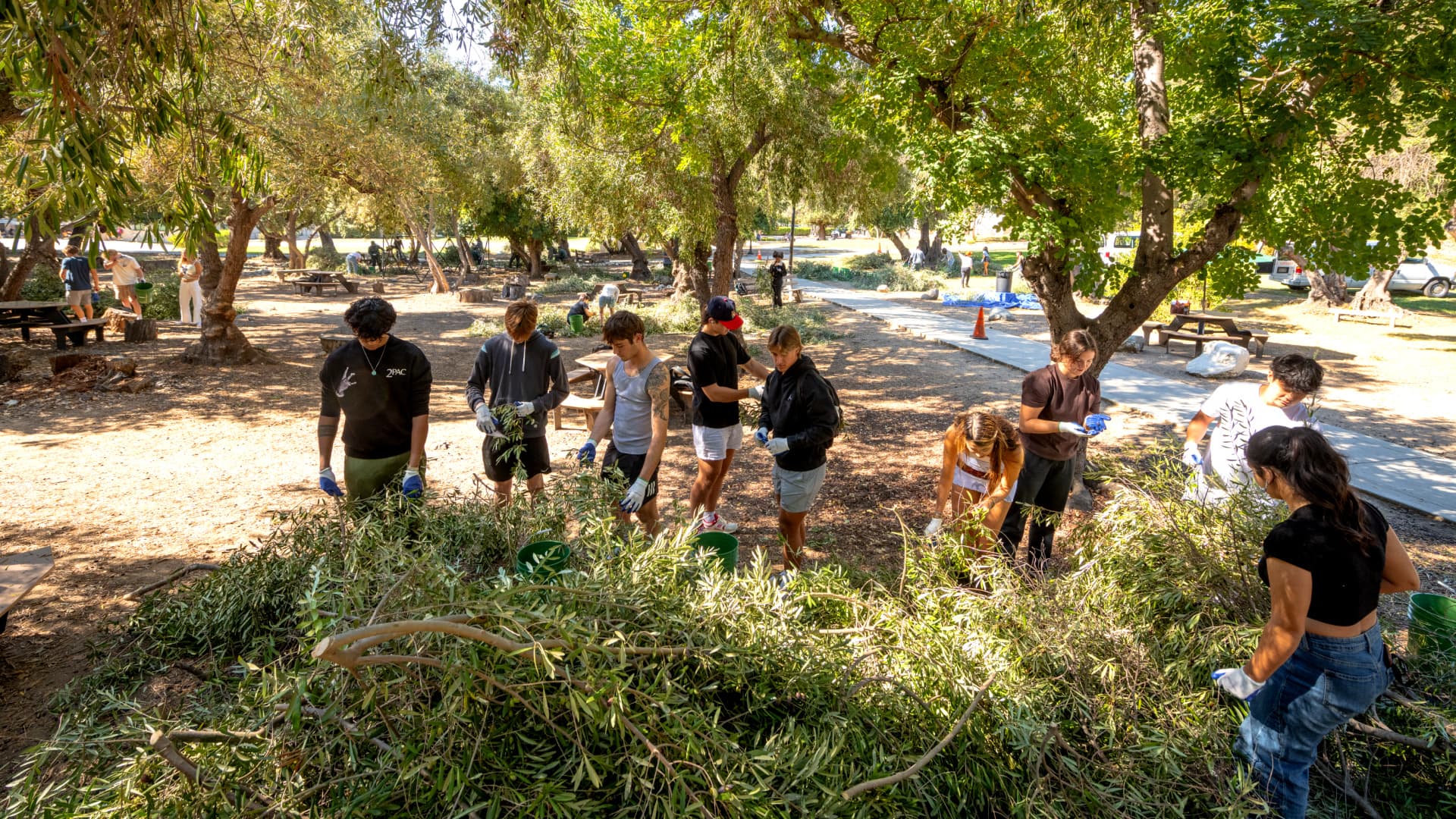 A group of individuals gathering olive branches in a park setting during a community activity. - Olive Oil Times