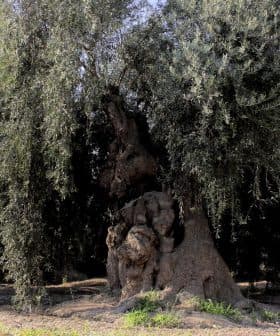 An ancient olive tree with a thick trunk and sprawling branches in a natural setting. - Olive Oil Times