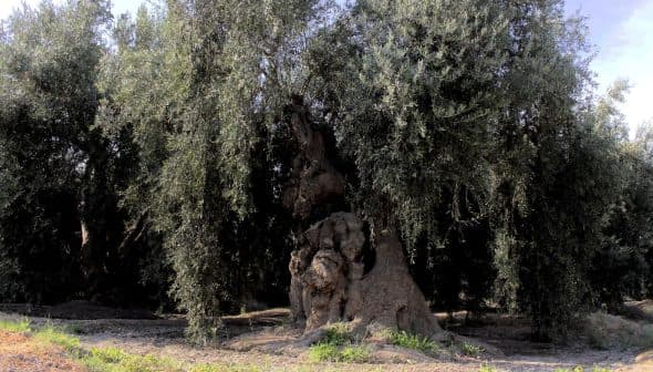 An ancient olive tree with a thick trunk and sprawling branches in a natural setting. - Olive Oil Times