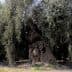 An ancient olive tree with a thick trunk and sprawling branches in a natural setting. - Olive Oil Times
