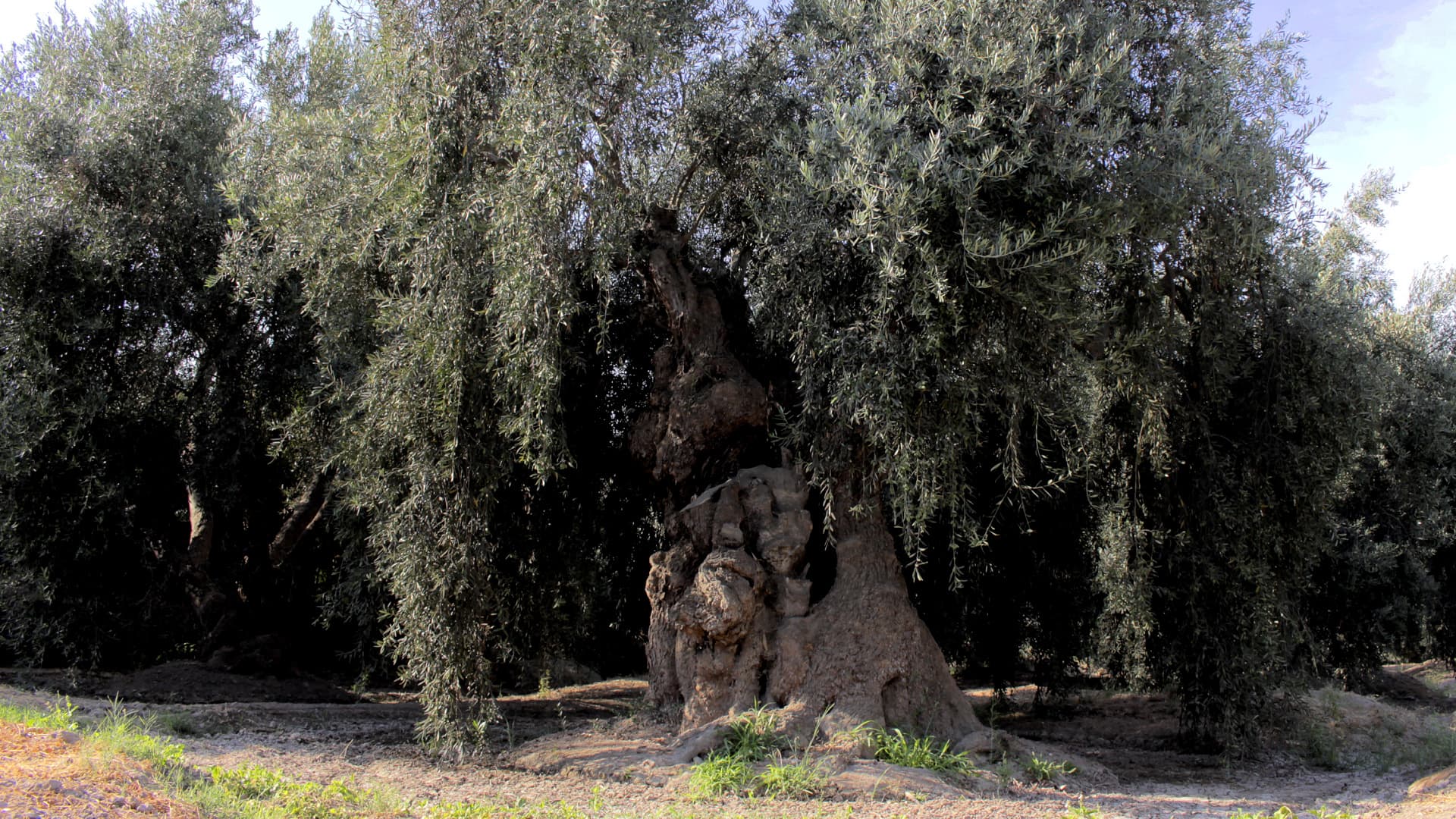 An ancient olive tree with a thick trunk and sprawling branches in a natural setting. - Olive Oil Times